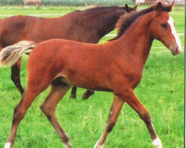 Springpferd Can Do 10 (Deutsches Reitpony, 2011, von Can Dance 3)