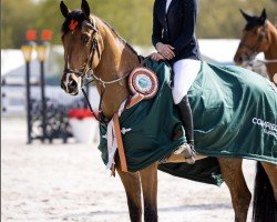 jumper Sing Z (Zangersheide riding horse, 2018, from Copycat Z)