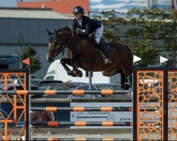 jumper No Limit D (anglo european sporthorse, 2018, from Spiros Z)