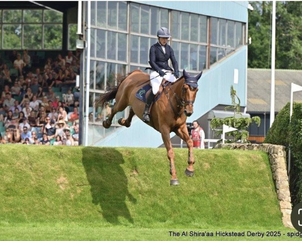 jumper Martins Candy Gold (Irish Sport Horse, 2017, from Sligo Candy Boy)