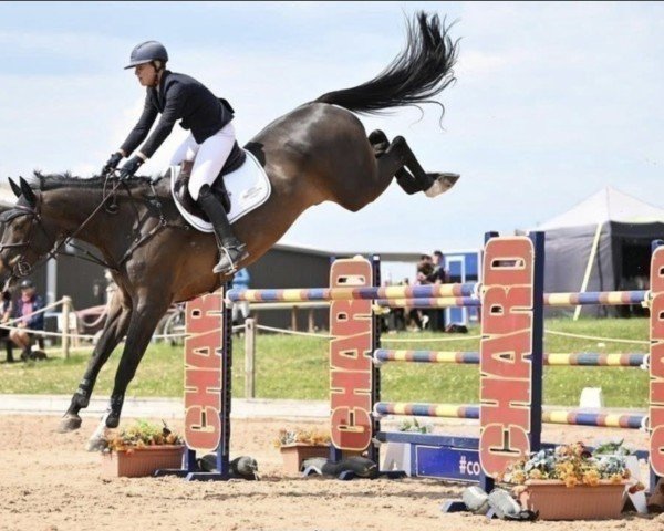 Springpferd Nike van het Singraven (KWPN (Niederländisches Warmblut), 2018, von Andiamo Semilly)