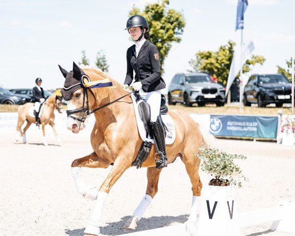 Deckhengst Bright Delight B (Deutsches Reitpony, 2018, von Dark Delight B)