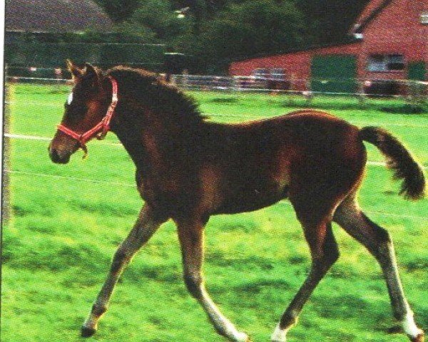 Dressurpferd Konfetti 11 (Deutsches Reitpony, 2011, von Kennedy WE)