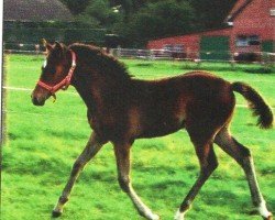 dressage horse Konfetti 11 (German Riding Pony, 2011, from Kennedy WE)