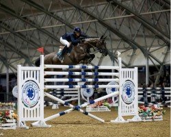 jumper Desterly (KWPN (Royal Dutch Sporthorse), 2008, from Tolan R)