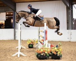 jumper Oakley (Belgian Warmblood, 2014)