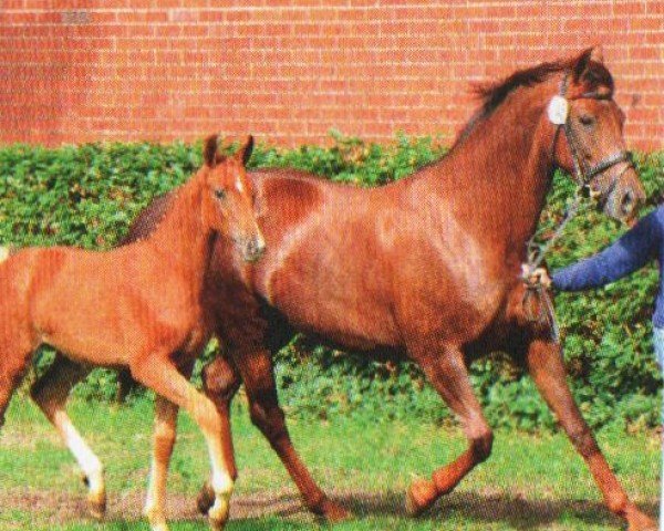 dressage horse Filiola 3 (Oldenburg, 2011, from Zambuka)