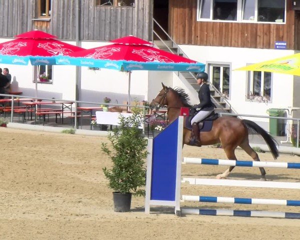Reitturnier Rankweil 2025