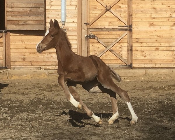 horse Vitality (Oldenburg, 2021, from Von und Zu)