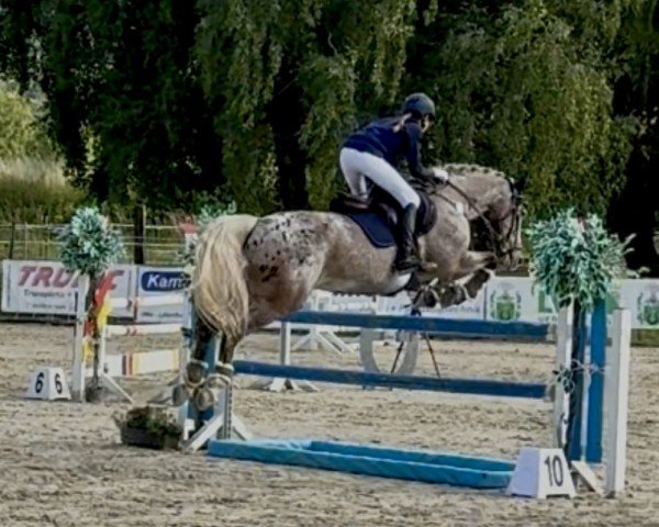 Springpferd Dietmar (Pony ohne Rassebezeichnung, 2011)