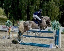 Springpferd Dietmar (Pony ohne Rassebezeichnung, 2011)