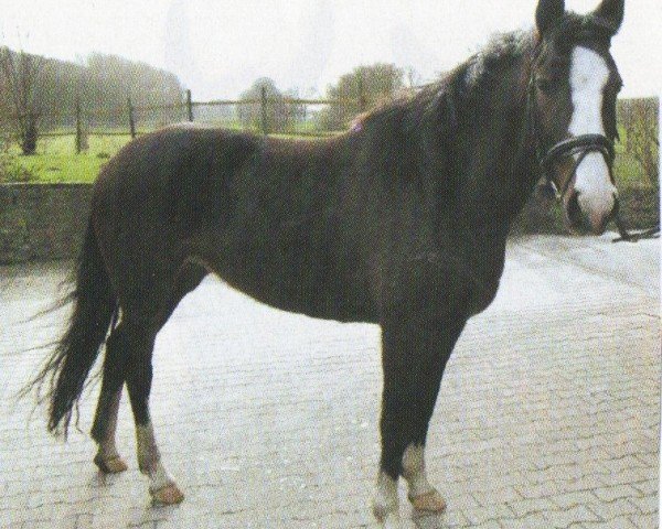 horse Rozet D (KWPN (Royal Dutch Sporthorse), 1998, from Garanco)