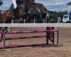 jumper Kilian 73 (German Sport Horse, 2019, from Kasimir 184)