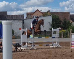 jumper Kantu 4 (German Sport Horse, 2019, from Kasimir 184)