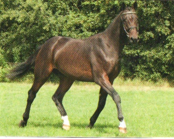 horse Kornberg (Trakehner, 2010, from Couracius)