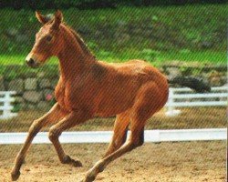 Springpferd Szimney Sweeper (Deutsches Sportpferd, 2013, von Satisfaction FRH)