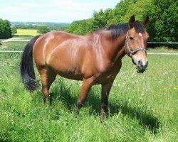 broodmare Landra (unknown, 1995)