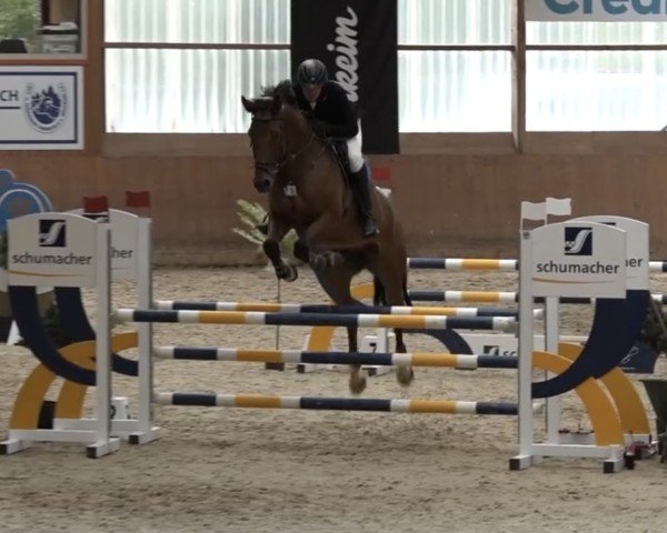 jumper Karuso 54 (German Sport Horse, 2017, from Kasimir 184)