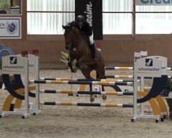 jumper Karuso 54 (German Sport Horse, 2017, from Kasimir 184)