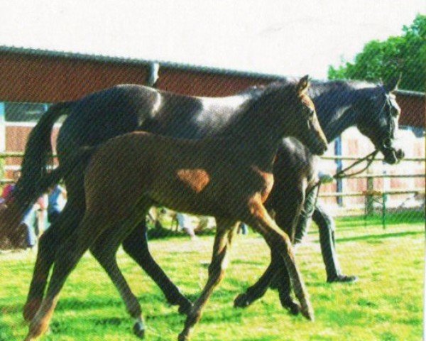 horse Luja (Trakehner, 2013, from Silvermoon)