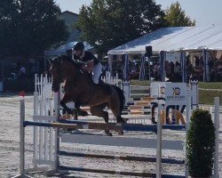 jumper Casallino 8 (German Sport Horse, 2015, from Candyman)