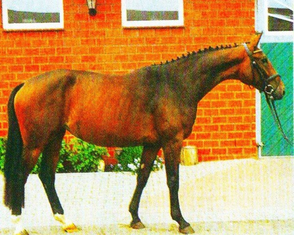 horse Shakira (Hanoverian, 2002, from Shakespeare in Love)
