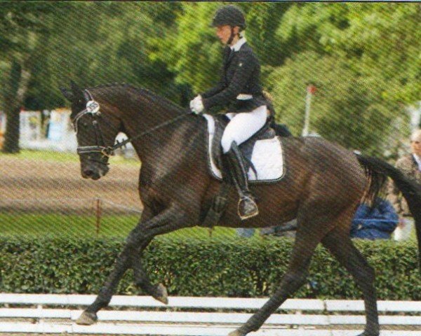 dressage horse Shirin's Diva (Trakehner, 2009, from Imperio 3)