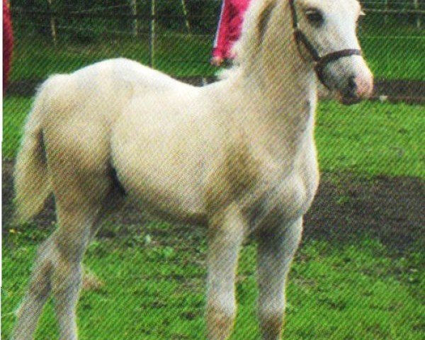 horse Lliwgarcobs Golden Blue Moon (Welsh-Cob (Sek. C), 2013, from Thor Baffle)