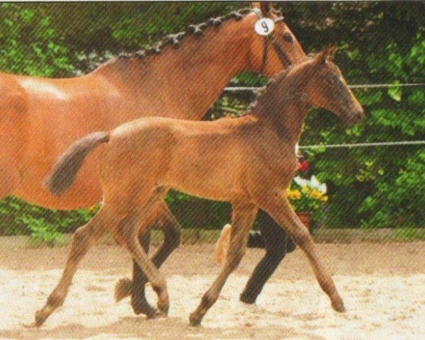 jumper Chuck Norris (Trakehner, 2012, from Abendtanz)