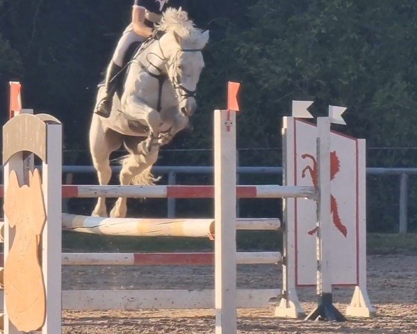 jumper Caracho 13 (Holsteiner, 2008, from Contender)