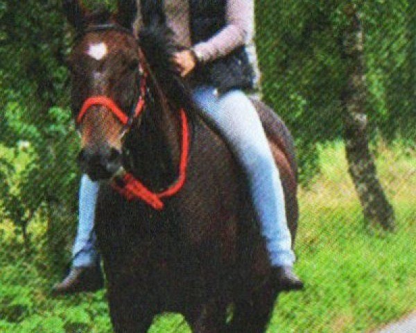 broodmare Sygornie (Hanoverian, 1999, from Sherlock Holmes)