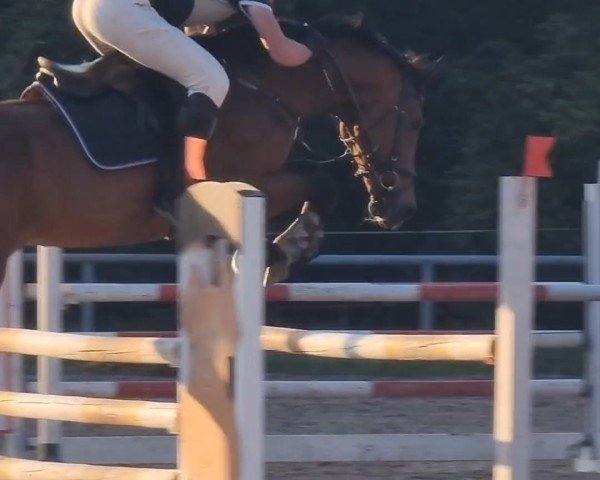 Springpferd Cortes 12 (Mecklenburger, 2008, von Champion de Cord)