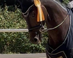 dressage horse Diamant 624 (Oldenburg, 2018, from Don Darius)