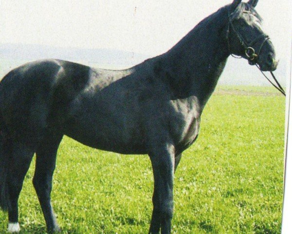 horse Gironimo 89 (Trakehner, 2001, from Sapros)