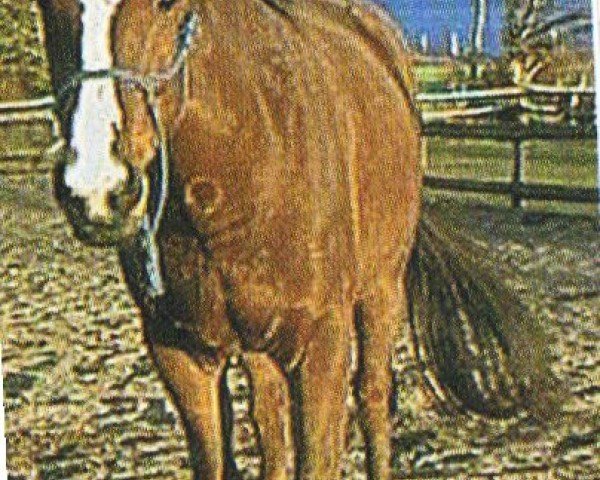 dressage horse Penelope (Sachse, 1997, from Pierot II)