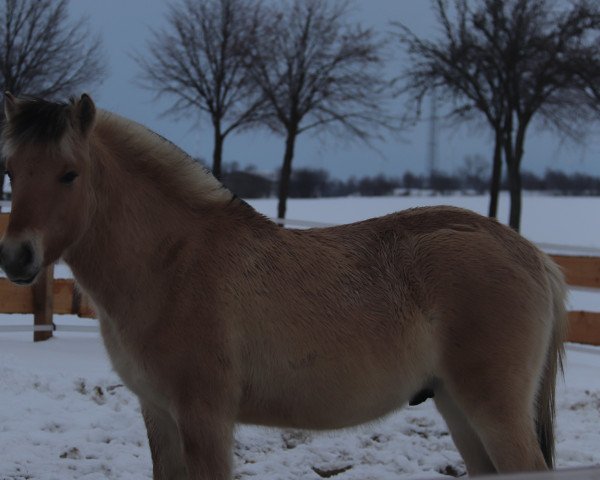 Pferd Klosterhof's Ricando Baron (Fjordpferd, 2020, von Resen N.2673)