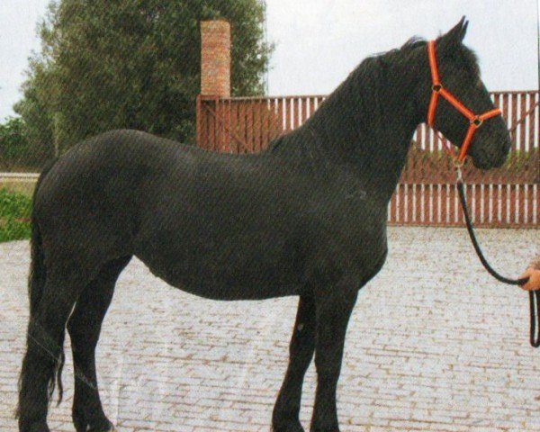 Pferd Aline (Friese, 2008, von Loadewyk 431)