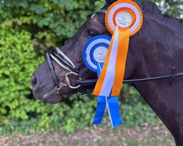 broodmare Lissy (German Riding Pony, 1998, from Laptop)