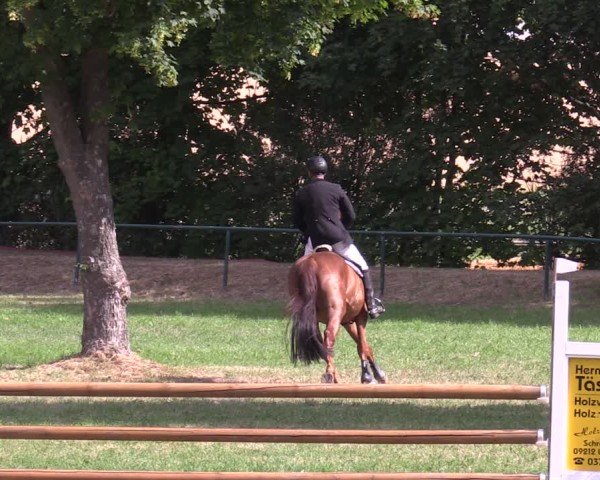 Reitturnier Limbach-Oberfrohna 2025