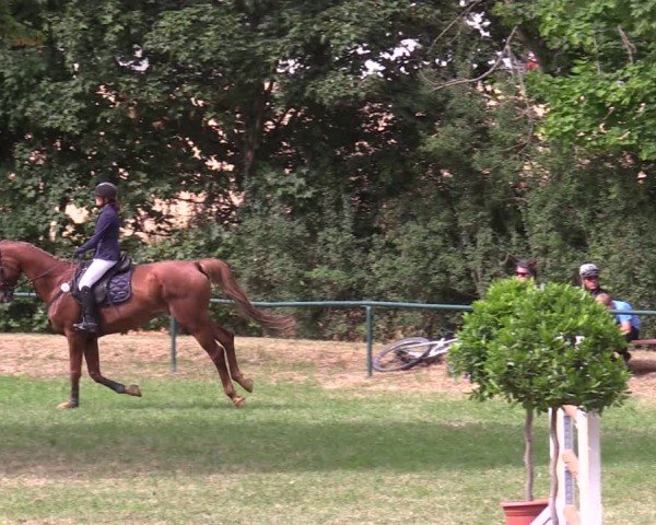 Reitturnier Limbach-Oberfrohna 2025