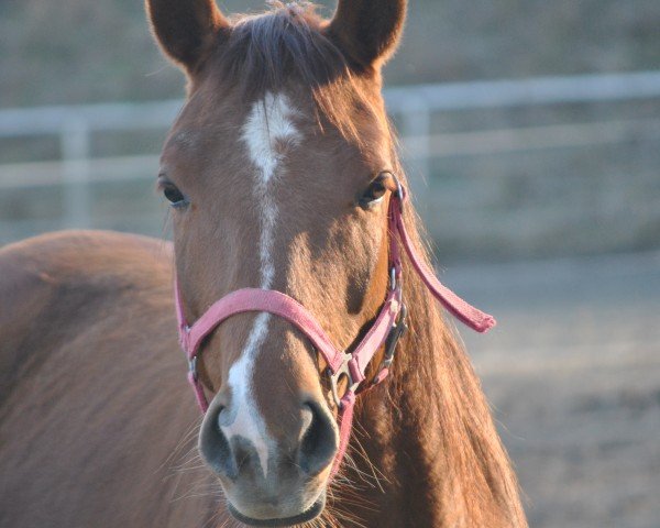 Pferd Lucyana (Deutsches Sportpferd, 2010, von Samenco I B)
