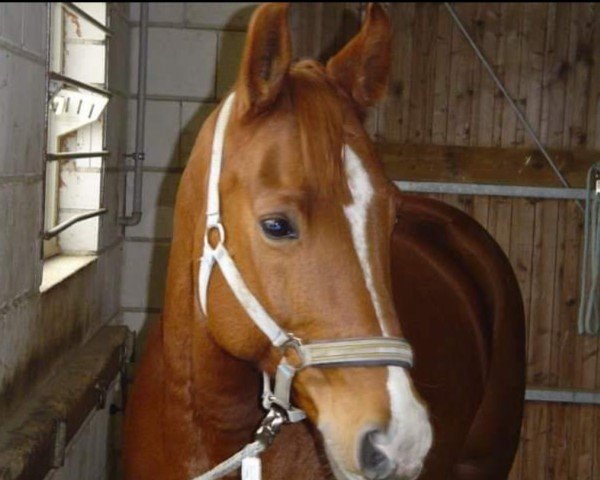 broodmare Lavinia 105 (Westphalian, 1995, from Granikos)