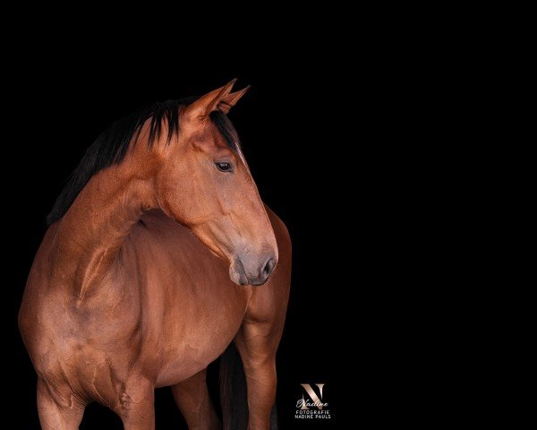 broodmare Speechless (German Warmblood,  , from Sir Escolar)