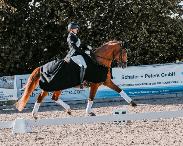 broodmare Evidence 4 (Oldenburg, 2012, from Repertoire 4)