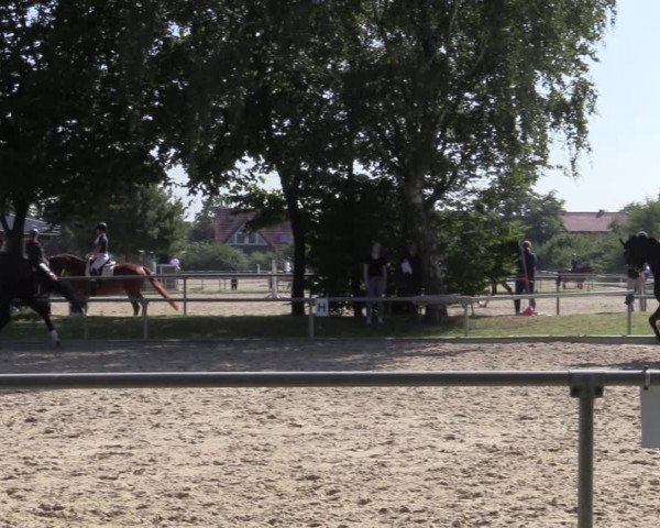 Reitturnier Ascheberg 2021