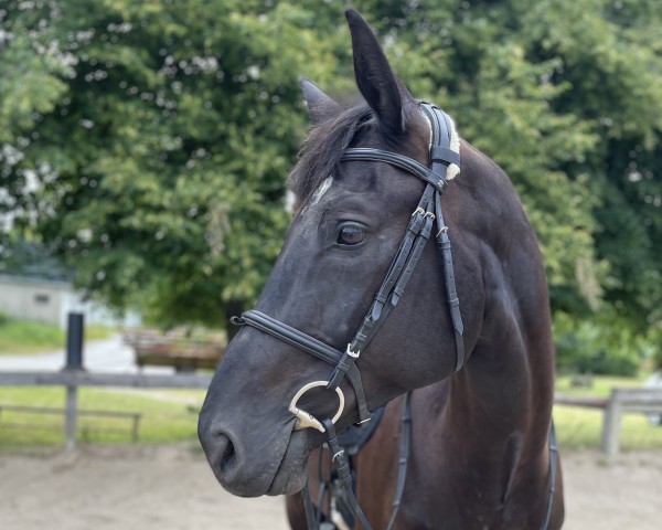 horse Quanto (German Sport Horse, 2018, from Quiz)