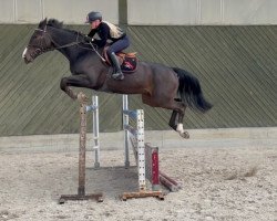 jumper O'Malley Vh Ijzeren Lindenhof (Belgian Warmblood, 2014, from Quint Vh Maarlo Z)