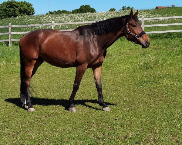 jumper N. Korland (Swedish Warmblood, 2018, from Land Cruiser)