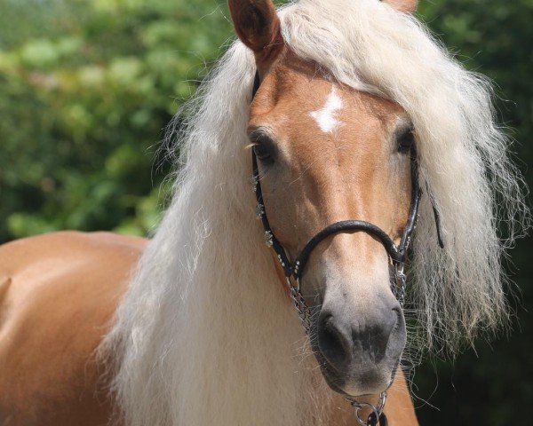 broodmare Sascha (Haflinger, 2013, from Novembernebel)