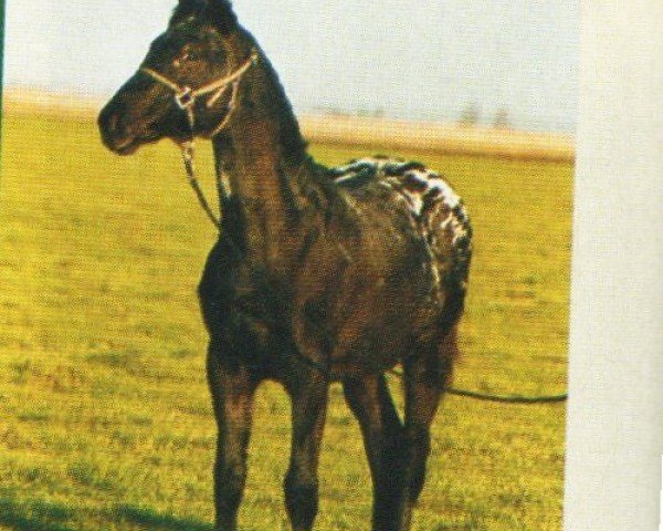 horse Ulla (Knabstrupper, 2003, from Upal von Norholm)